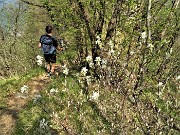 85 Fiori di Pero corvino (Amelanchier ovalis) 